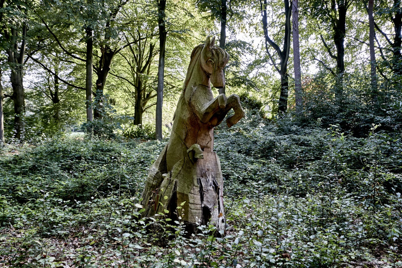 Wolvenbos-high-res- 92